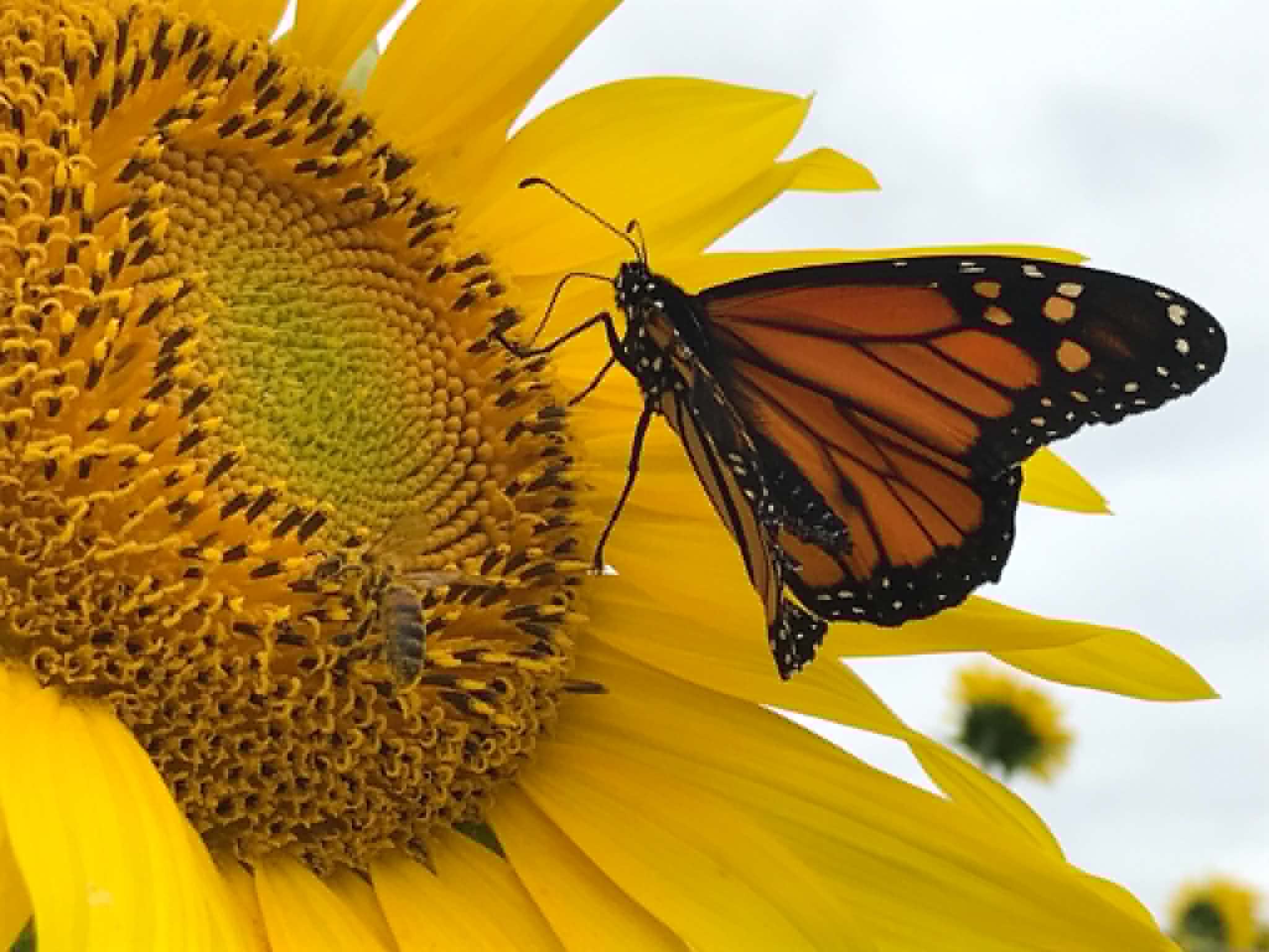 A monarch butterfly resting on the petals of a bright yellow sunflower.